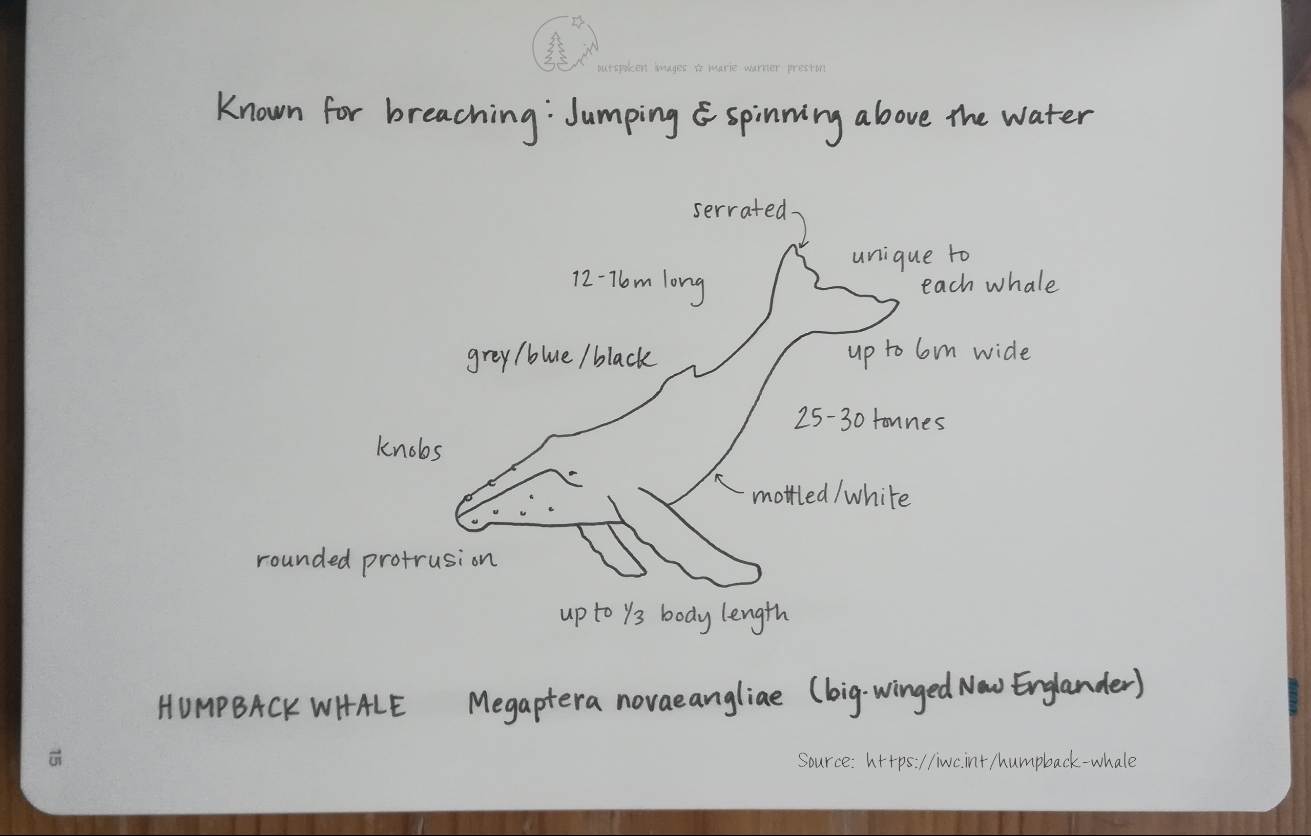humpback whale drawing and descriptors