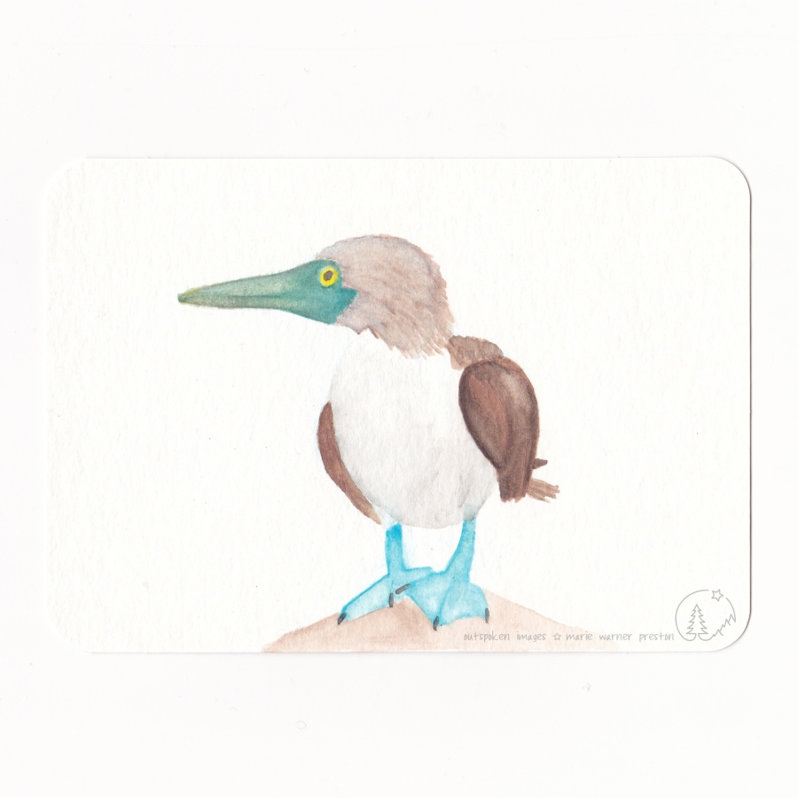 Watercolour painting: Blue-footed Booby bird (Sula nebouxii) standing on rock. 10x15 cm Hahnemuehle paper ©2022 Outspoken Images by Marie Warner Preston